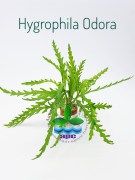 Hygrophila Odora